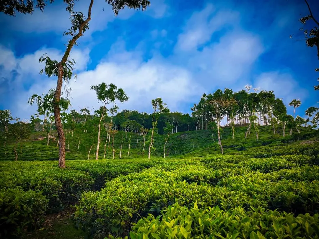 Lawachara National Park